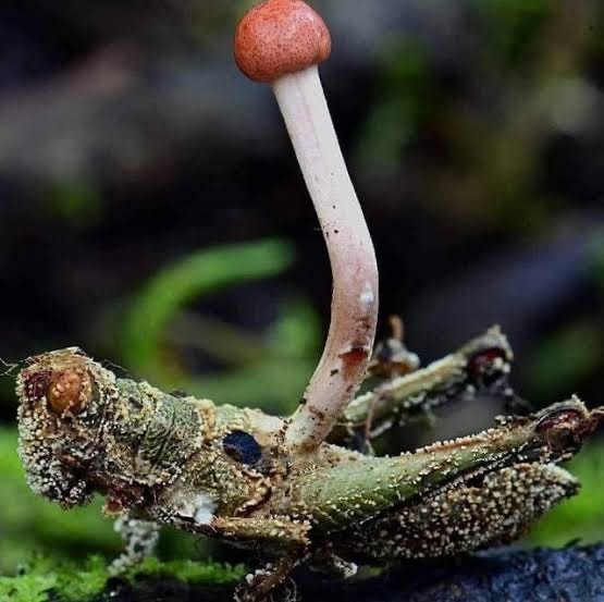 အပူချိန်မြင့်တက်လာမှုနှင့်အတူ နိုးထလာနေတဲ့ တိတ်တဆိတ် သတ်ဖြတ်သူ (မှိုများ)