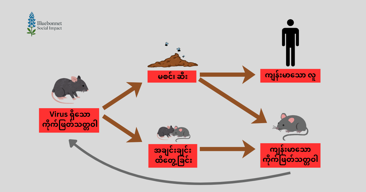 MV Hondius နဲ့ Hantavirus ကူးစက်မှု